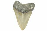 Serrated, Fossil Megalodon Tooth - North Carolina #297279-1